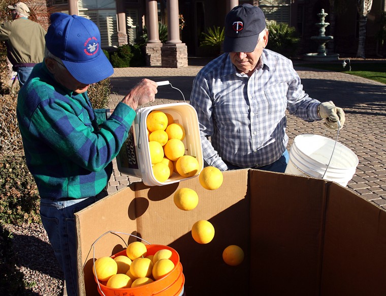Volunteers pick citrus