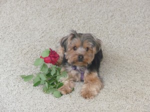 afn.061312.oped.Tootie.jpg