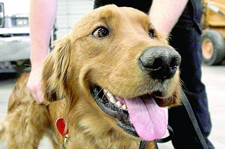 Drug dog