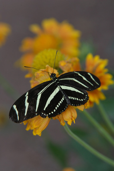 Zebra Longwing Butterfly