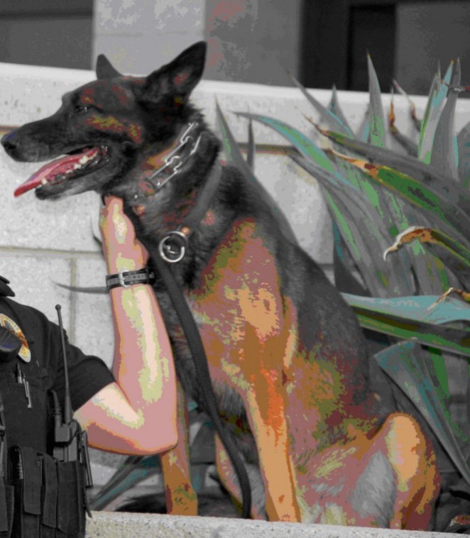 Missing K9