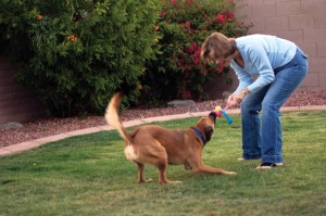 Deliberate dog poisoning leaves AF neighborhood nervous 