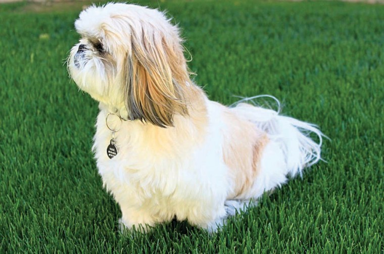 Dine With Your Dog