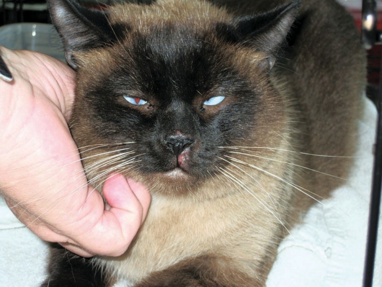 Pet of the Week: Cocoa