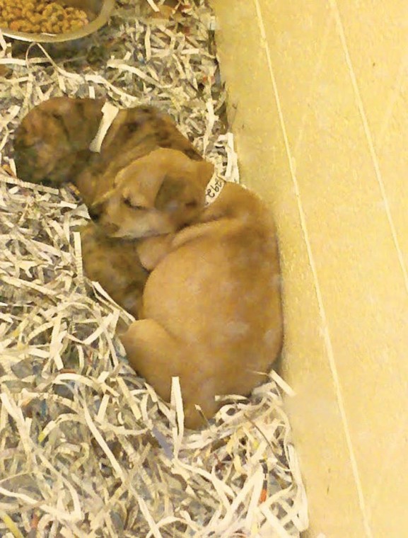 Pit bull mixes up for adoption