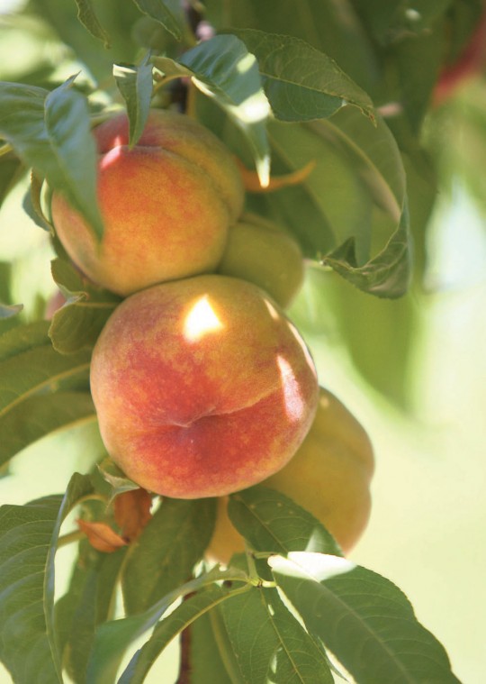 Peaches