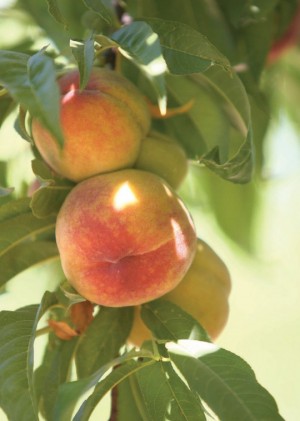 Peaches