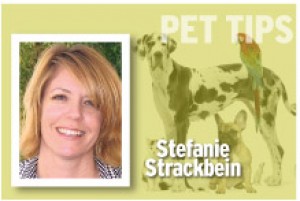Pet Tips Stefanie Strackbein