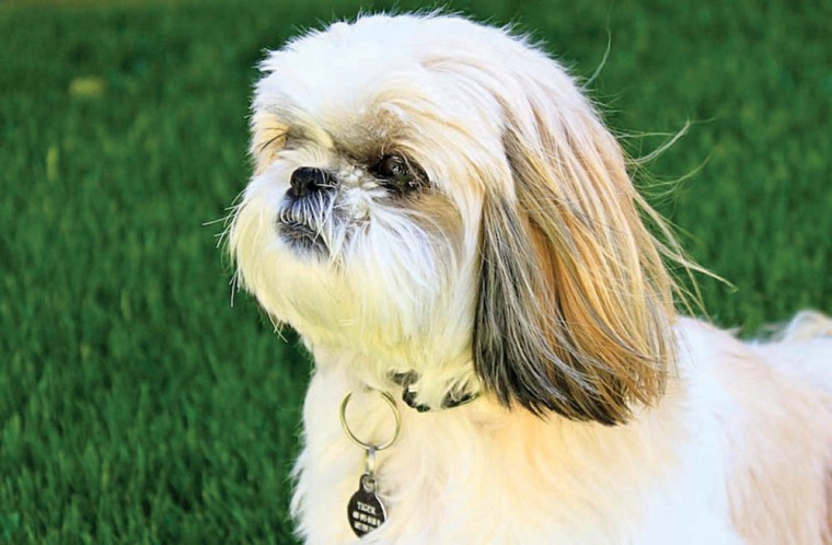 Dine With Your Dog