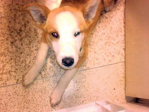 Pet of the Week (3/26) 