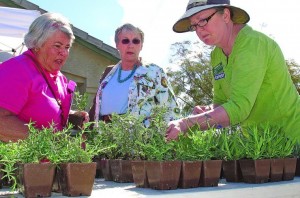 Garden tour