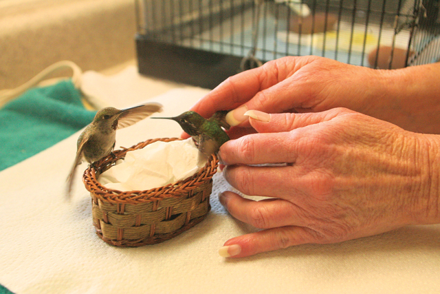 Hummingbird rescuing in AF 
