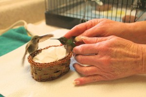 Hummingbird rescuing in AF 