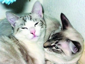 Pets of the Week: Bailey and Sky