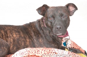 Someone to love: Sadie