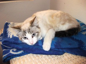 Pet of the Week (4/9) 