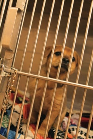 Animal euthanasia: Easy solution, difficult problem 