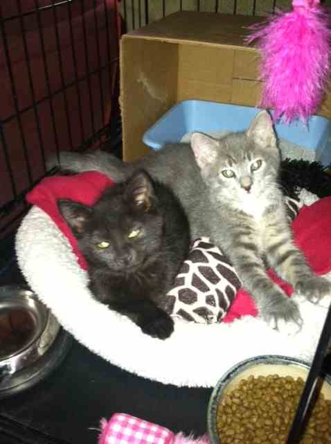 Someone to love: Grayson and Bebe