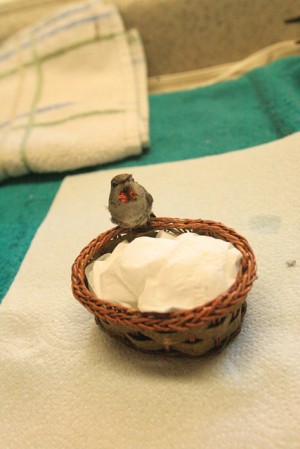 Hummingbird rescuing in AF 