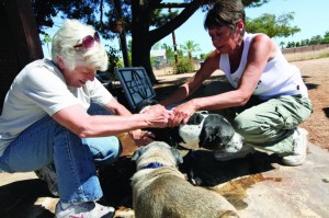afn.052610.com.petrescue14.jpg