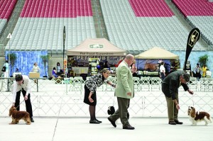 Dog show