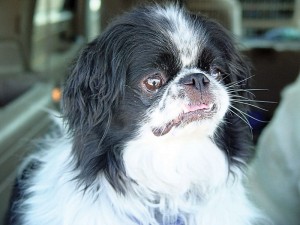 Pet of the Week: Ming