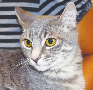 Someone to love: Gato