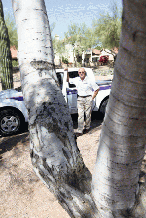Trees under power lines slated for removal 