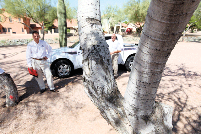 Trees under power lines slated for removal 
