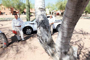 Trees under power lines slated for removal 