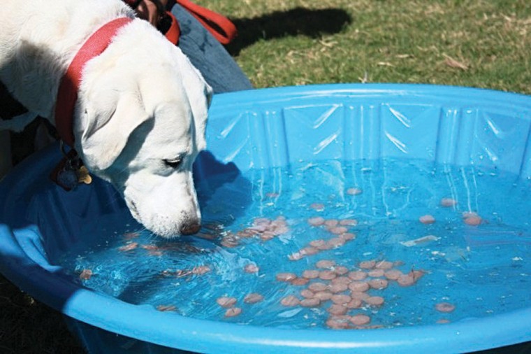 Canine Carnival
