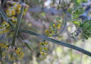 Phoradendron californicum flowers