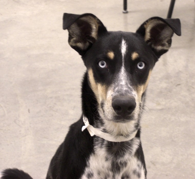 Pet of the Week: Anakin