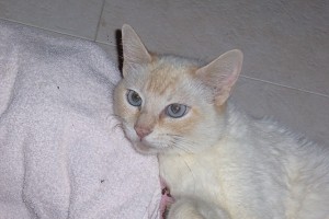 Pet of the Week (2/26) 
