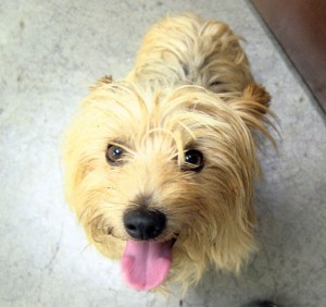 Pet of the Week: Bowie