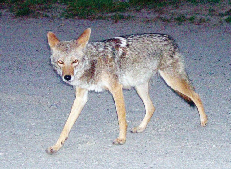Coyote