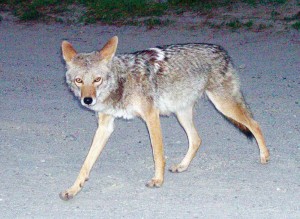 Coyote