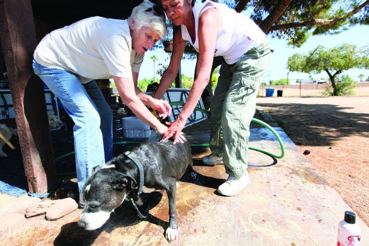 afn.052610.com.petrescue13.jpg