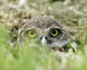 Burrowing owls