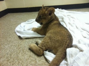 Lion