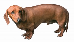 Please don't bring your dogs to the fireworks shows