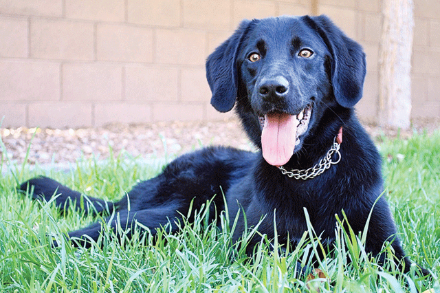 Pets of the Week (4/28) 