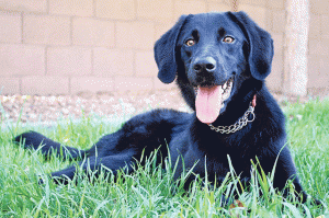 Pets of the Week (4/28) 