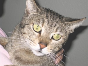 Someone to love: Kosin