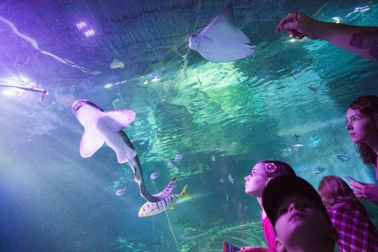 Shark Week at SEA LIFE