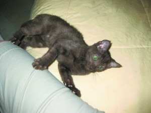 Someone to love: Bean