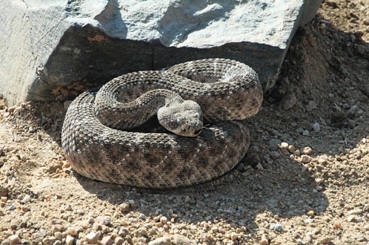 Warmer temperatures mean snakes are active