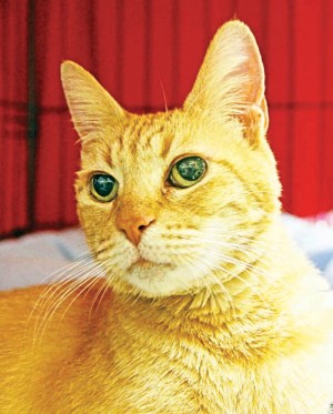 Someone to love: Brulee