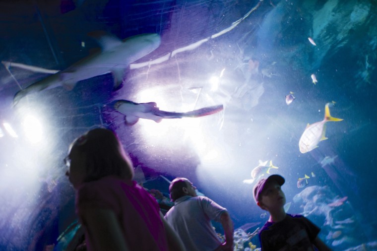 Shark Week at SEA LIFE