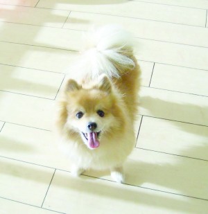 Someone to love: Bo